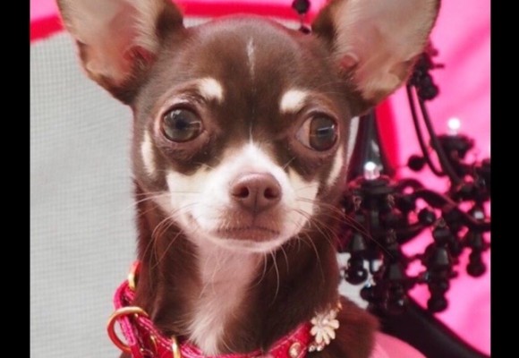 Queenie Woofwoof in her Pink buggy