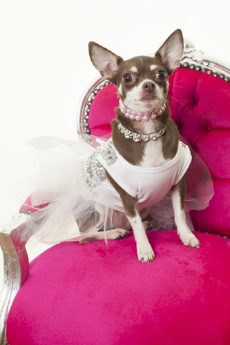 Queenie on chair in her bling