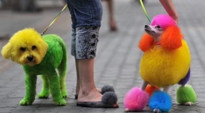 Dyed Poochies