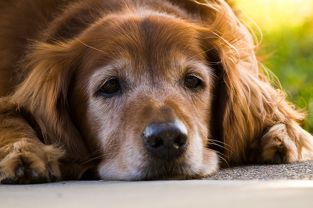 Dogs in their twilight years