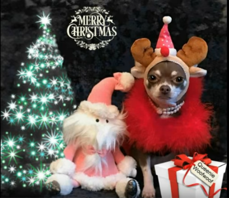 Merry Christmas from Queenie Woofwoof!
