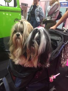Dog Show