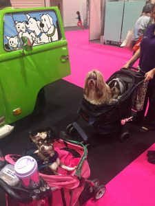 Discover Dogs Show